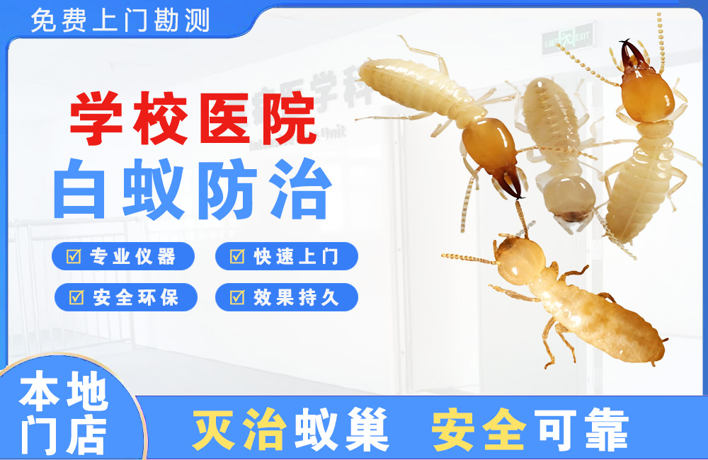 北碚学校医院白蚁防治